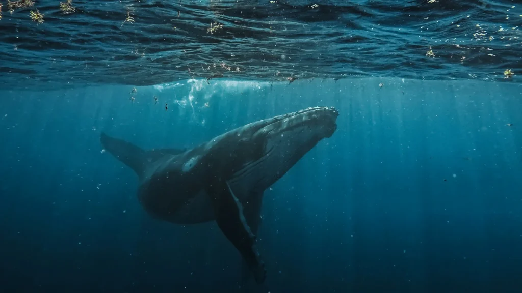 Observation des baleines images (1)