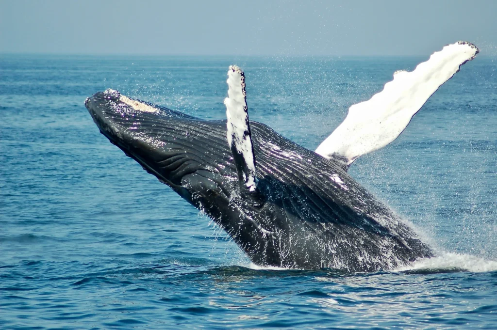 Observation des baleines images (2)